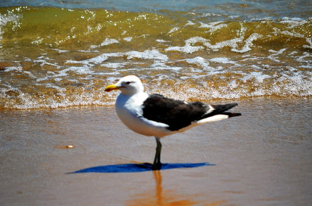 Albatroz