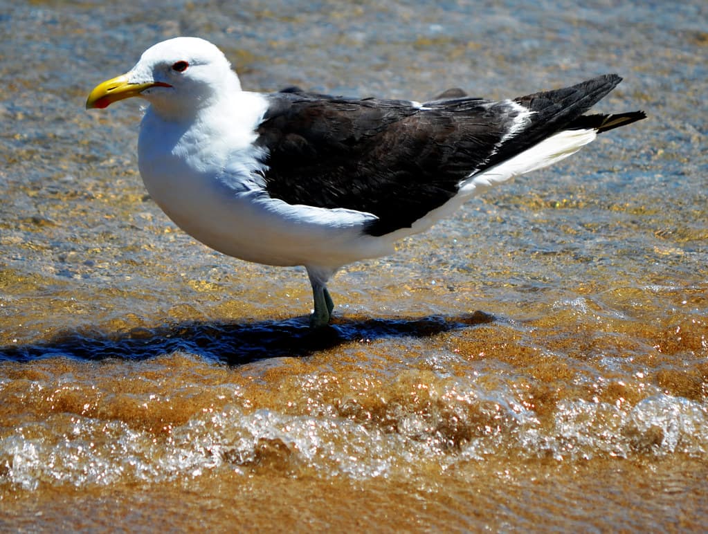 Albatroz