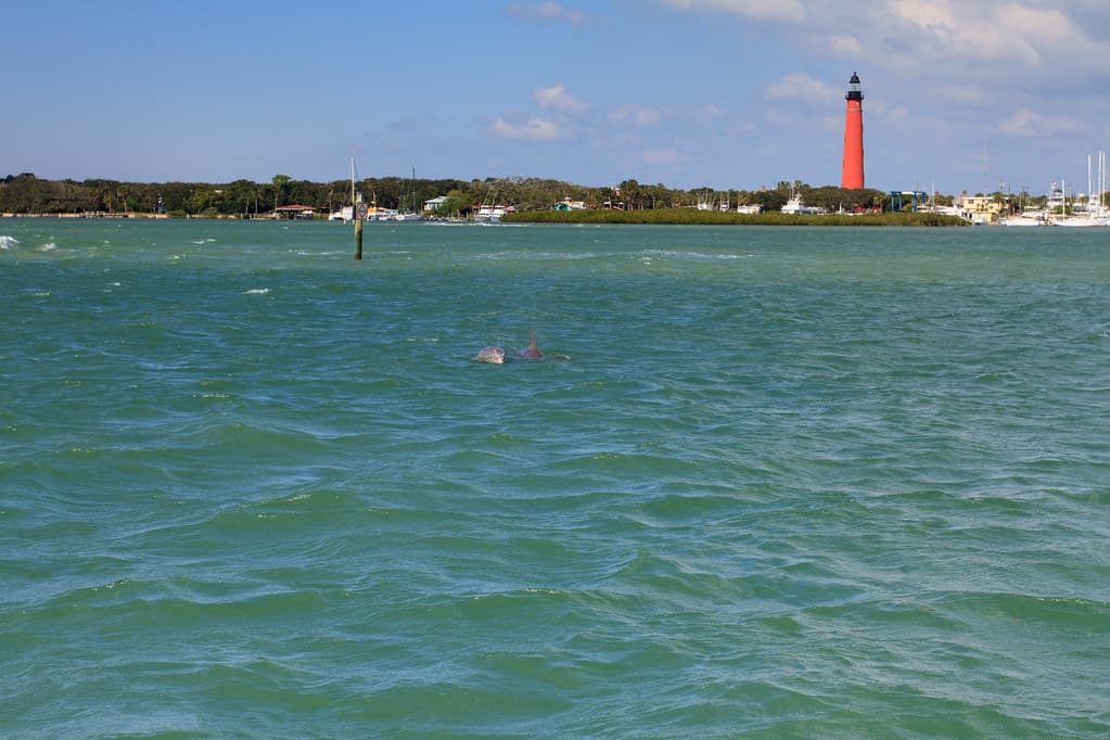 Dolphins in Ponce Inlet