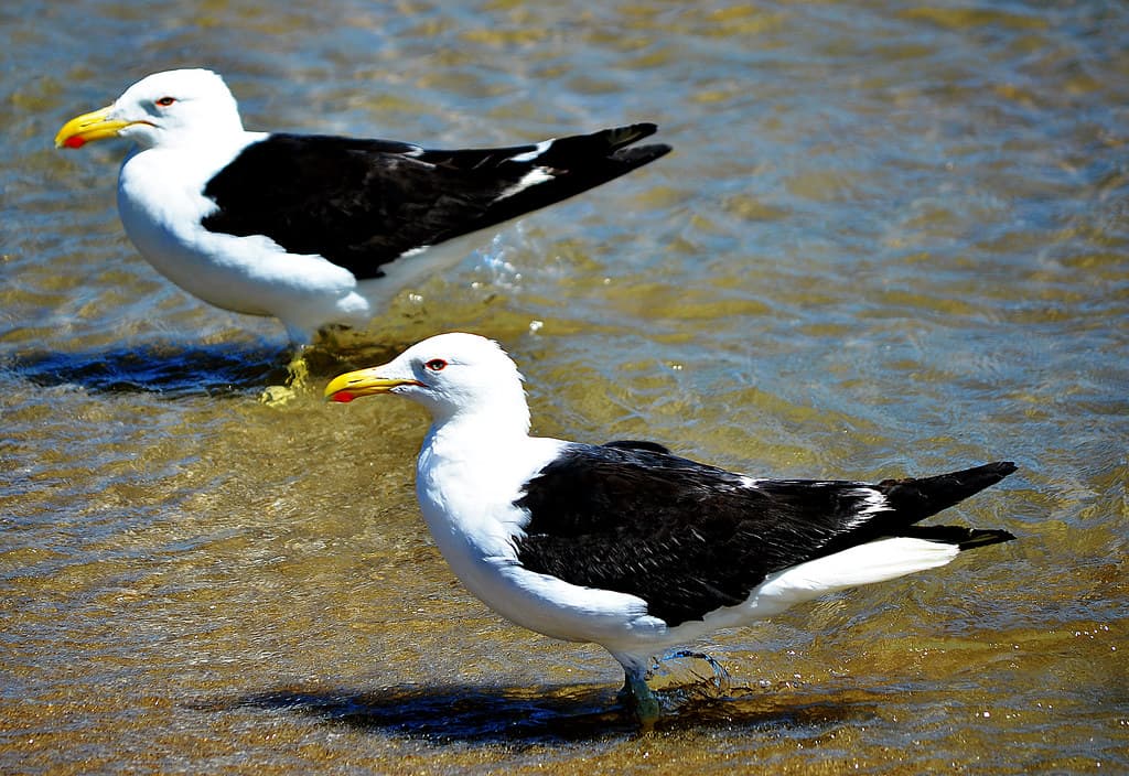 Albatroz