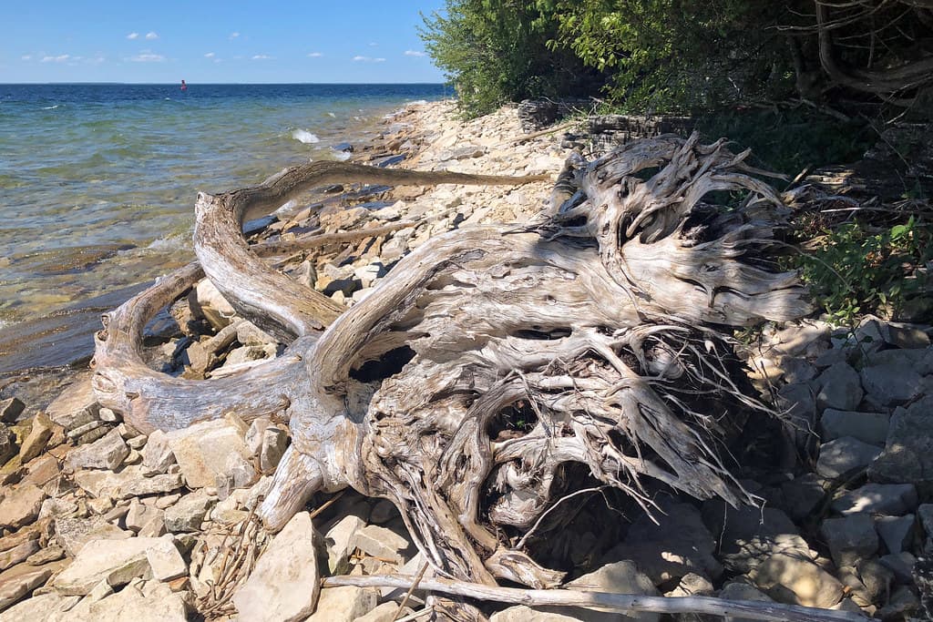 Intense Driftwood