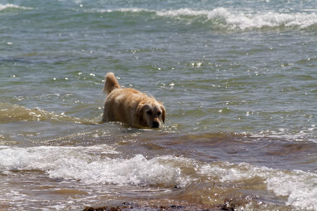 Beach Dog