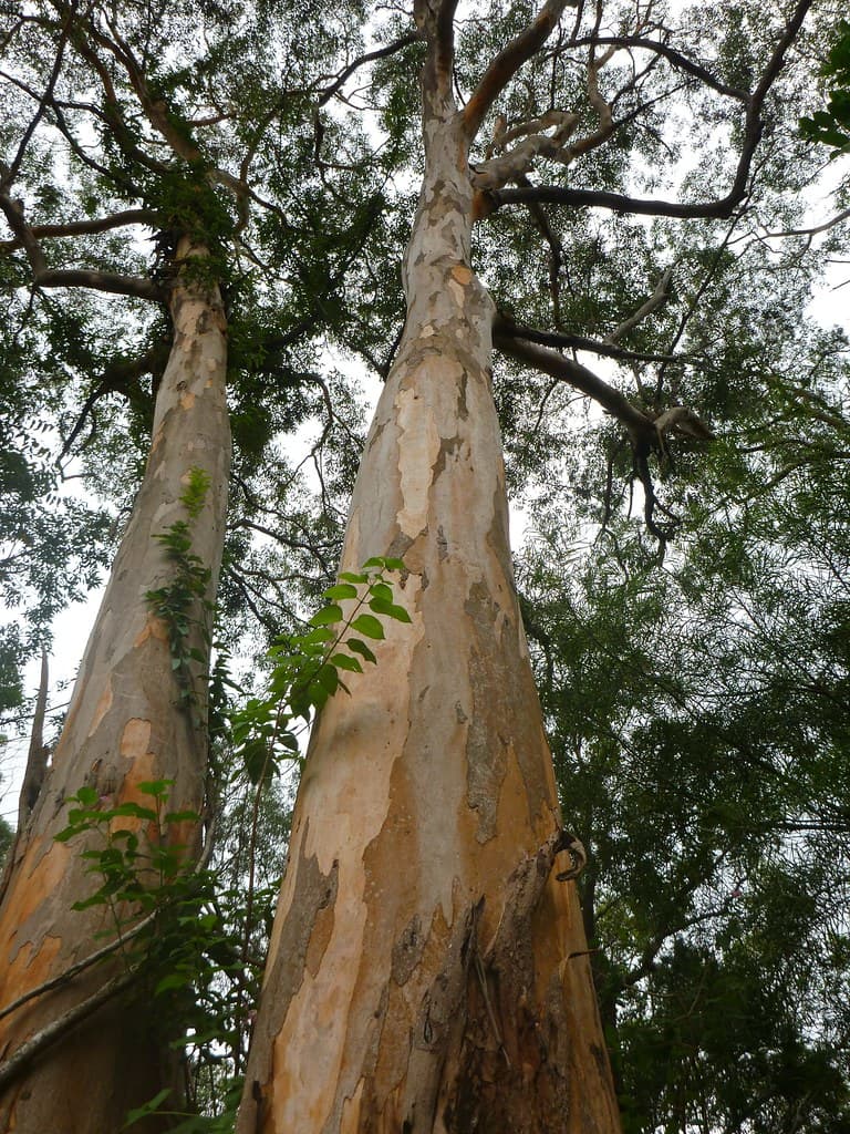 Grey Gums - Macmasters Beach NSW Australia