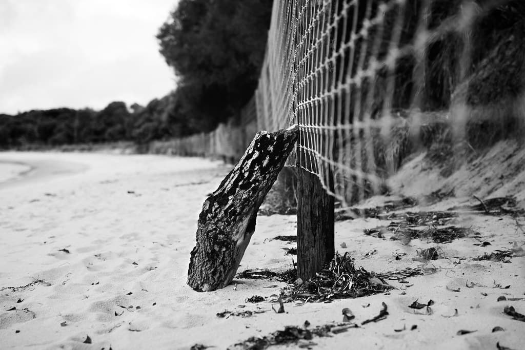 Driftwood