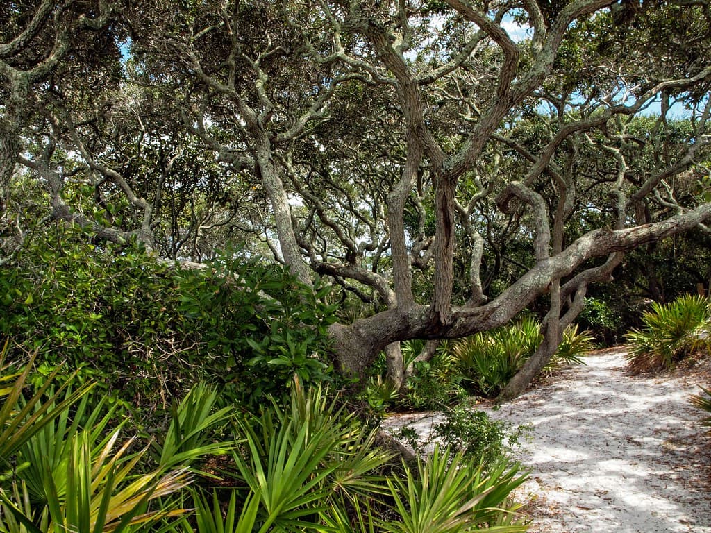 Stay on the Trail: Grayton Beach State Park