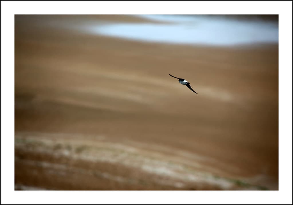 Vol au dessus de la plage (Flight above the beach), Cabourg, Normandy