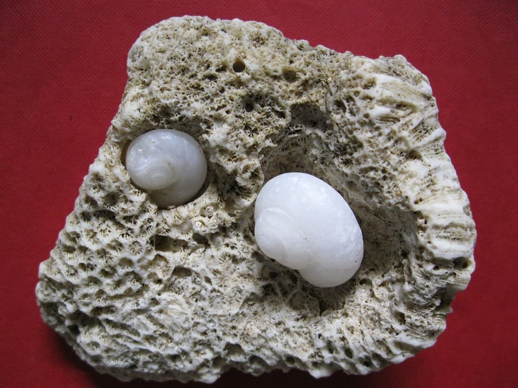 Magilus antiquus