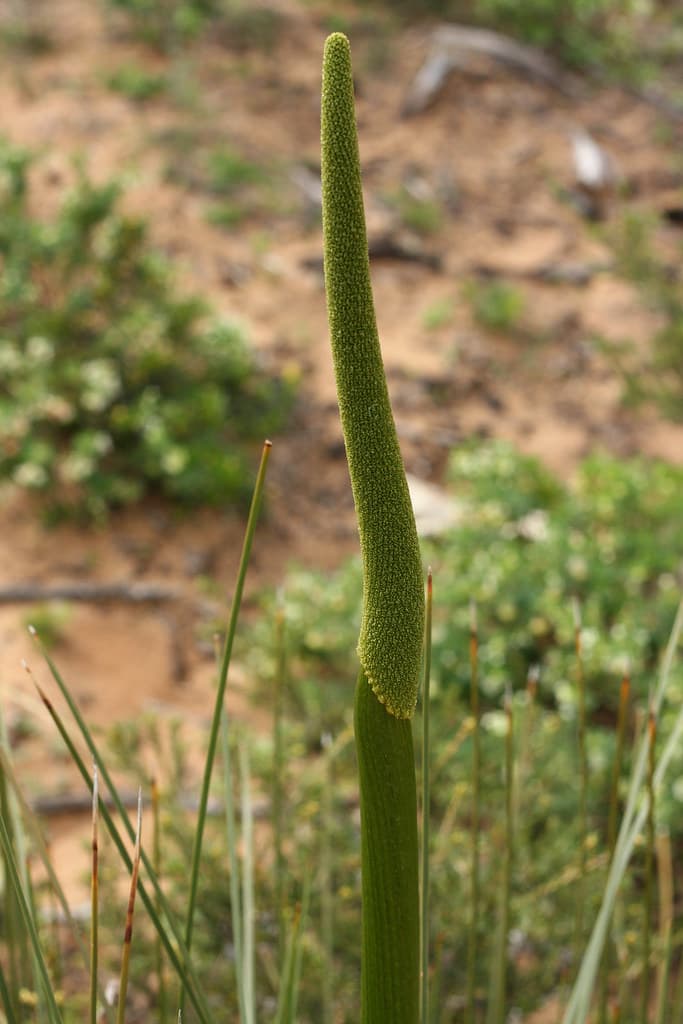 Grass Tree