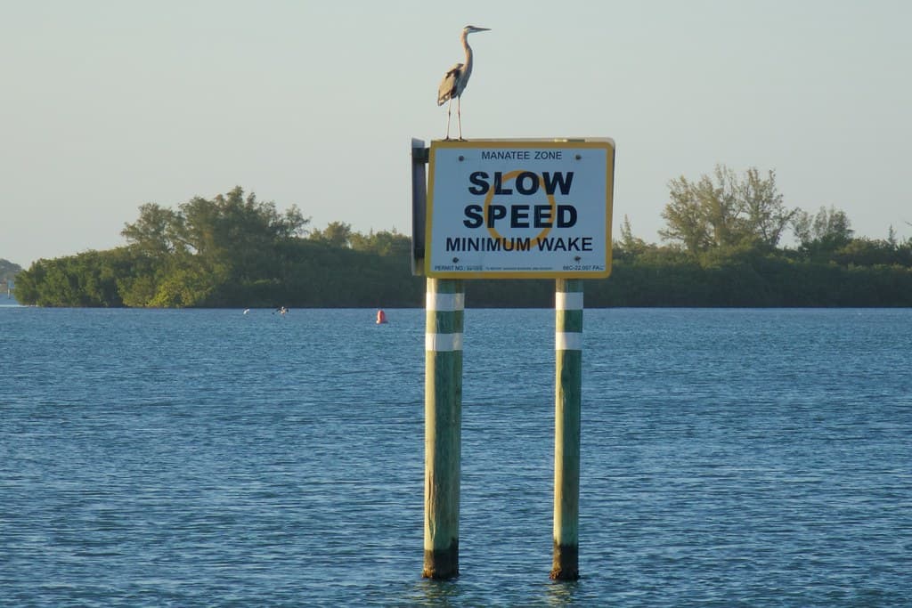 Sebastian Inlet birds at sunset - Mar 2015, #01