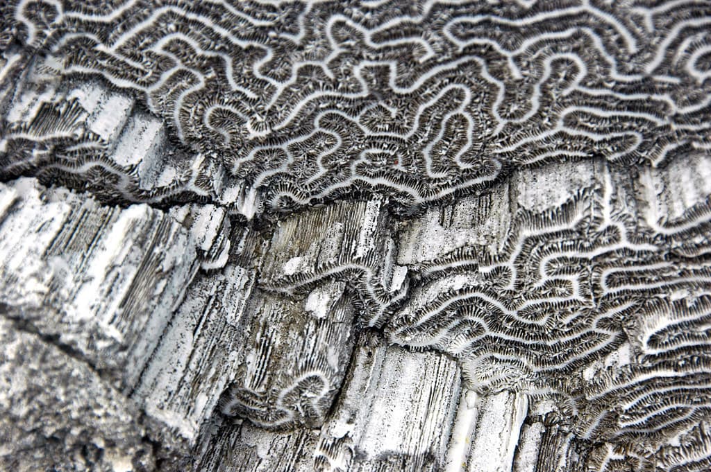 Diploria strigosa fossil symmetrical brain coral (Cockburn Town Member, Grotto Beach Formation, Upper Pleistocene, 114-127 ka; Cockburn Town Fossil Reef, San Salvador Island, Bahamas) 13