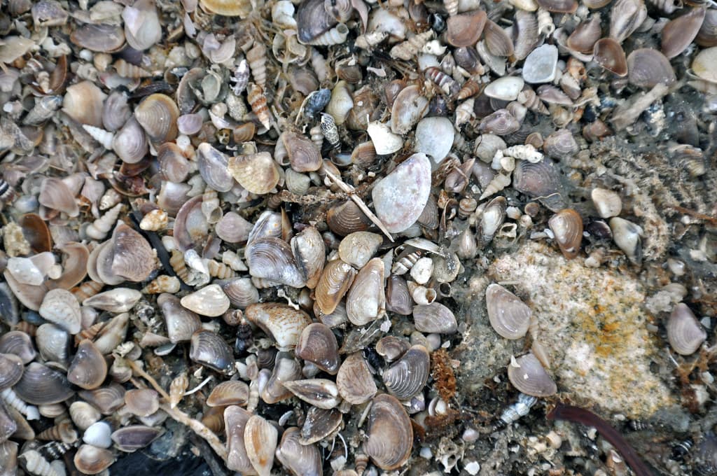 West Horn Island Beach