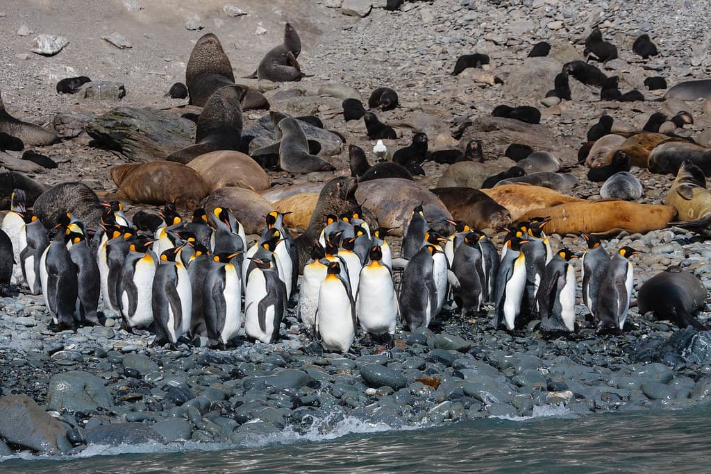 King Penguins and Antarctic Fure Seals on beach at Elsehul, South Georgia