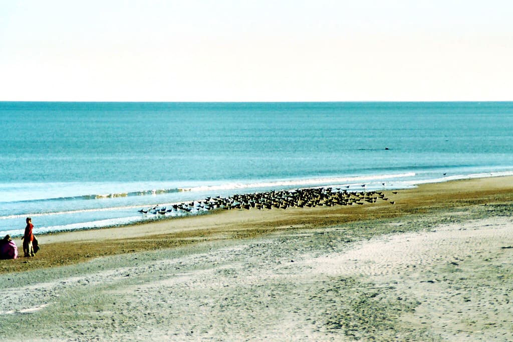 Birds on Beach, Fort Clinch State Park