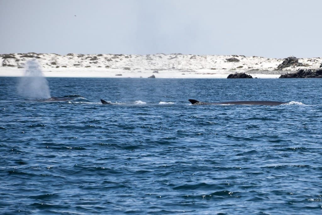 The Fin Whale, Isla Damas, Pingüino de Humboldt National Reserve, Chile.