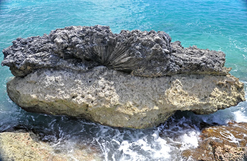 Diploria fossil brain coral on Devil's Point Hardground (Cockburn Town Member, Grotto Beach Formation, Upper Pleistocene, ~120-123 ka; Cockburn Town Fossil Reef, San Salvador Island, Bahamas) 3