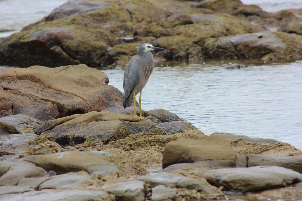 Egretta novaehollandiae (White-faced Heron)