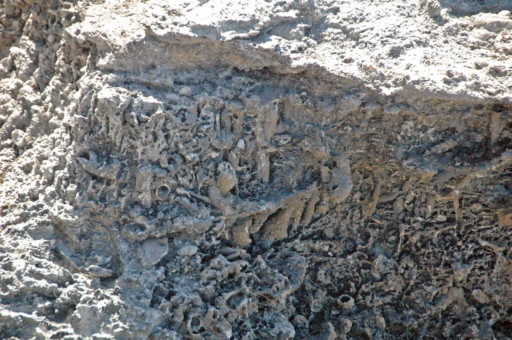 Ophiomorpha burrows in aragonitic limestone (Cockburn Town Member, Grotto Beach Formation, Upper Pleistocene, 114-127 ka; Ophiomorpha Bay, Cockburn Town Fossil Reef, San Salvador Island, Bahamas) 13