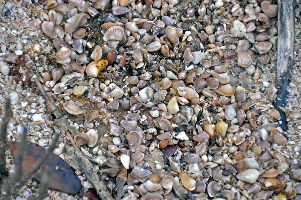 Modern mollusc shells near shoreline of Osprey Lake (Osprey Pond) (San Salvador Island, Bahamas) 1