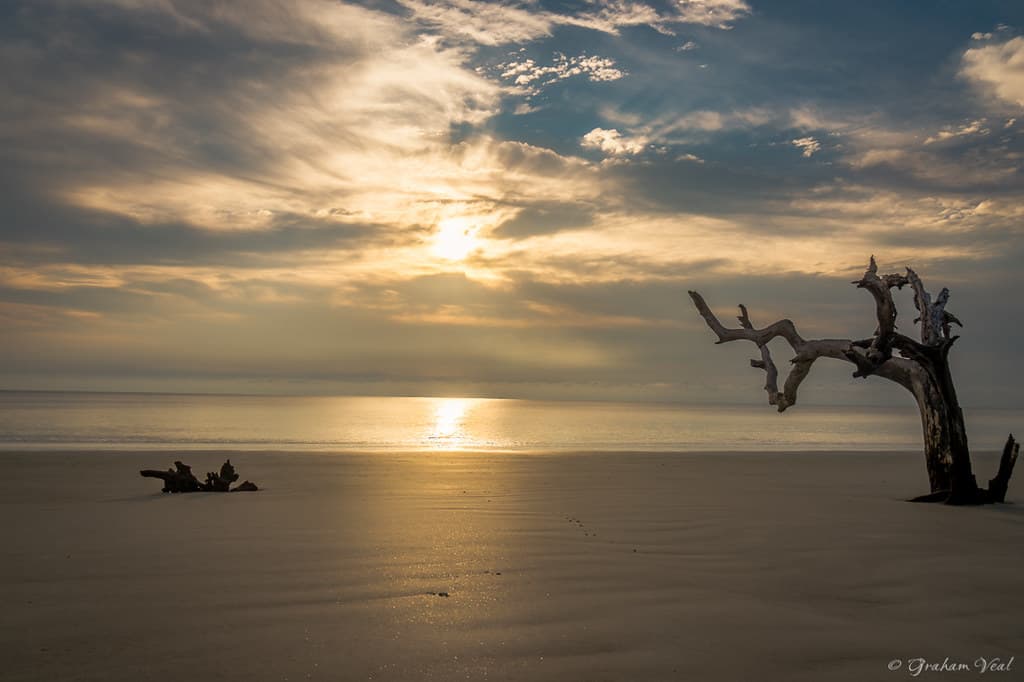 Driftwood sunrise