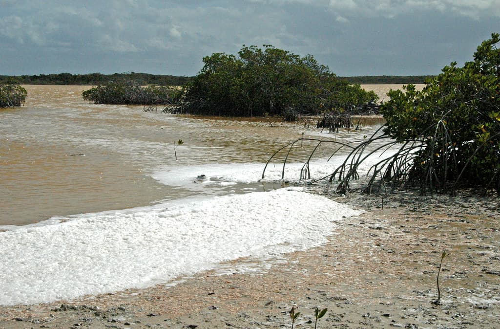 Lake foam along the shoreline of Storr's Lake (San Salvador Island, Bahamas) 3