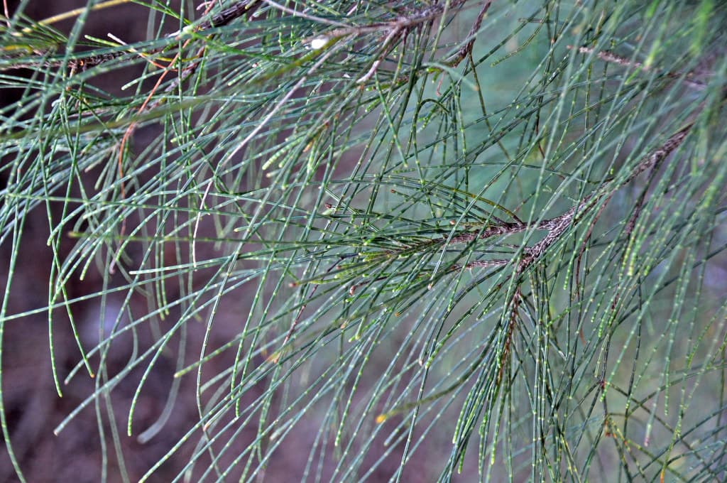 Casuarina equisetifolia (ironwood) (Captiva Island, Florida, USA) 2