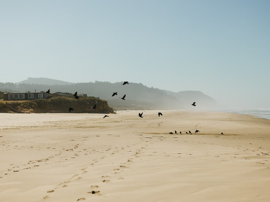Crows At The Beach