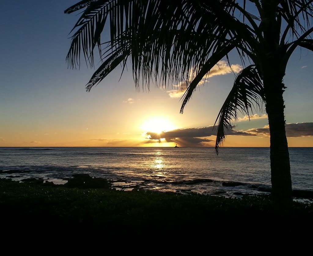 Palm Tree Silhouette