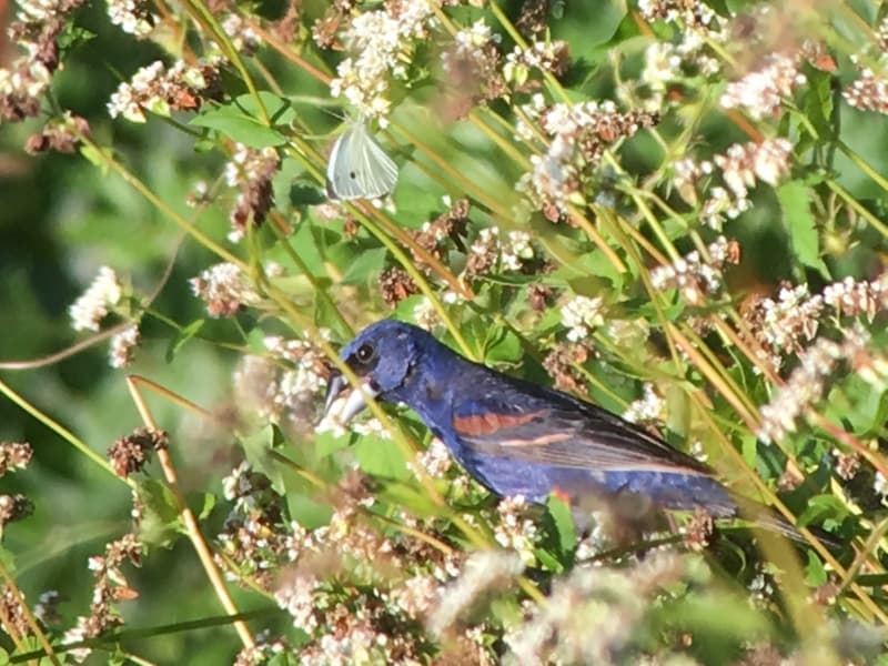 Blue grosbeak