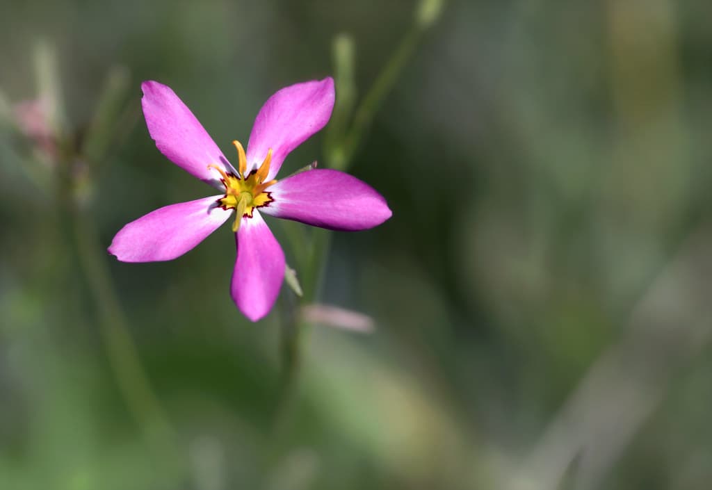 A rose gentian along the roadside.