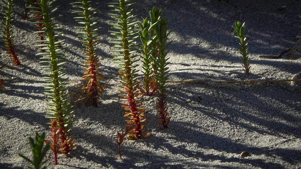 Red Stems