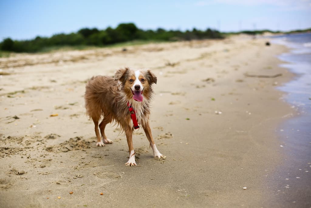 Laika Summer Fun in Sandy Hook Beach, NJ
