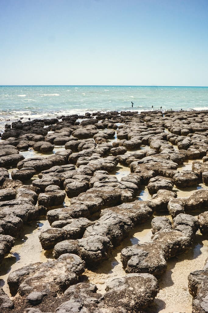Stromatolites, Shark Bay, Western Australia
