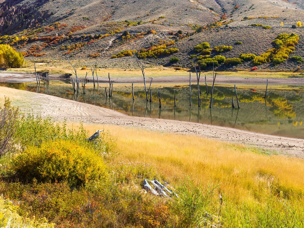 Dead Trees In Gunnison River