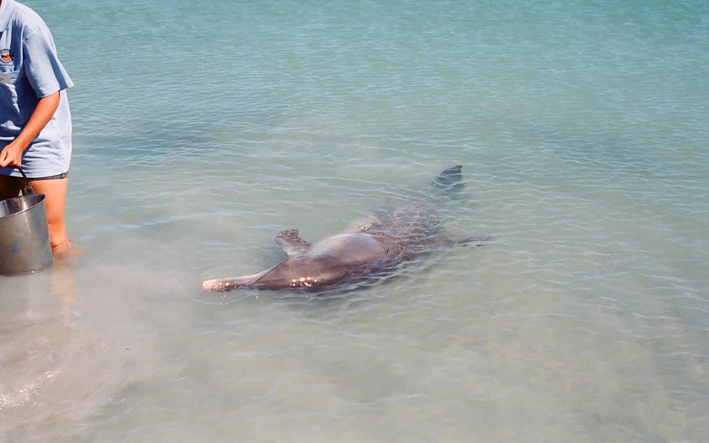 Monkey Mia dolphin feeding