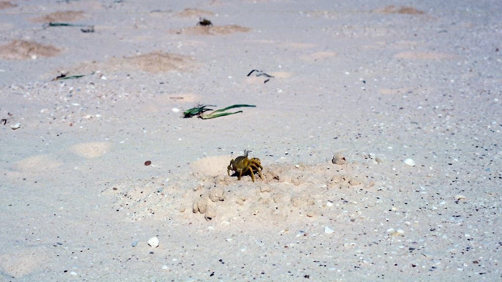 Crab