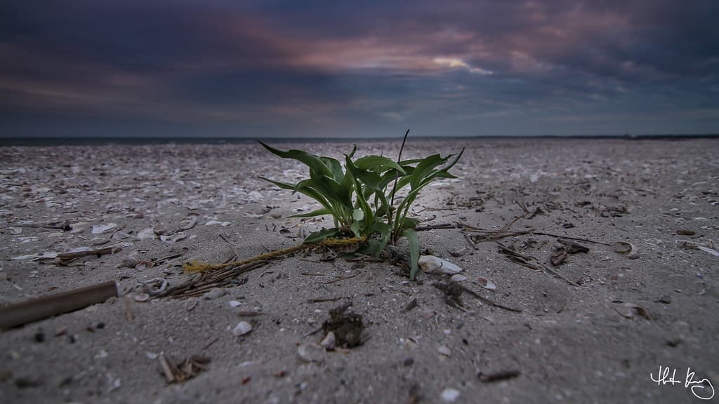 Patch of Grass at Long Beach - Stratford, CT