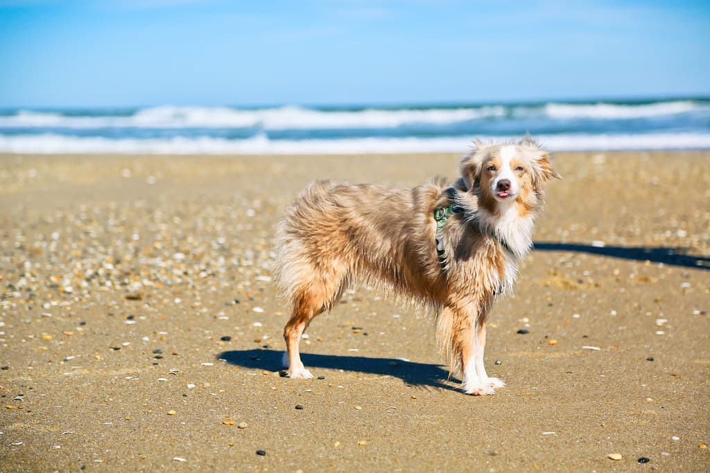 Wet Dog in Fenwick Island State Park