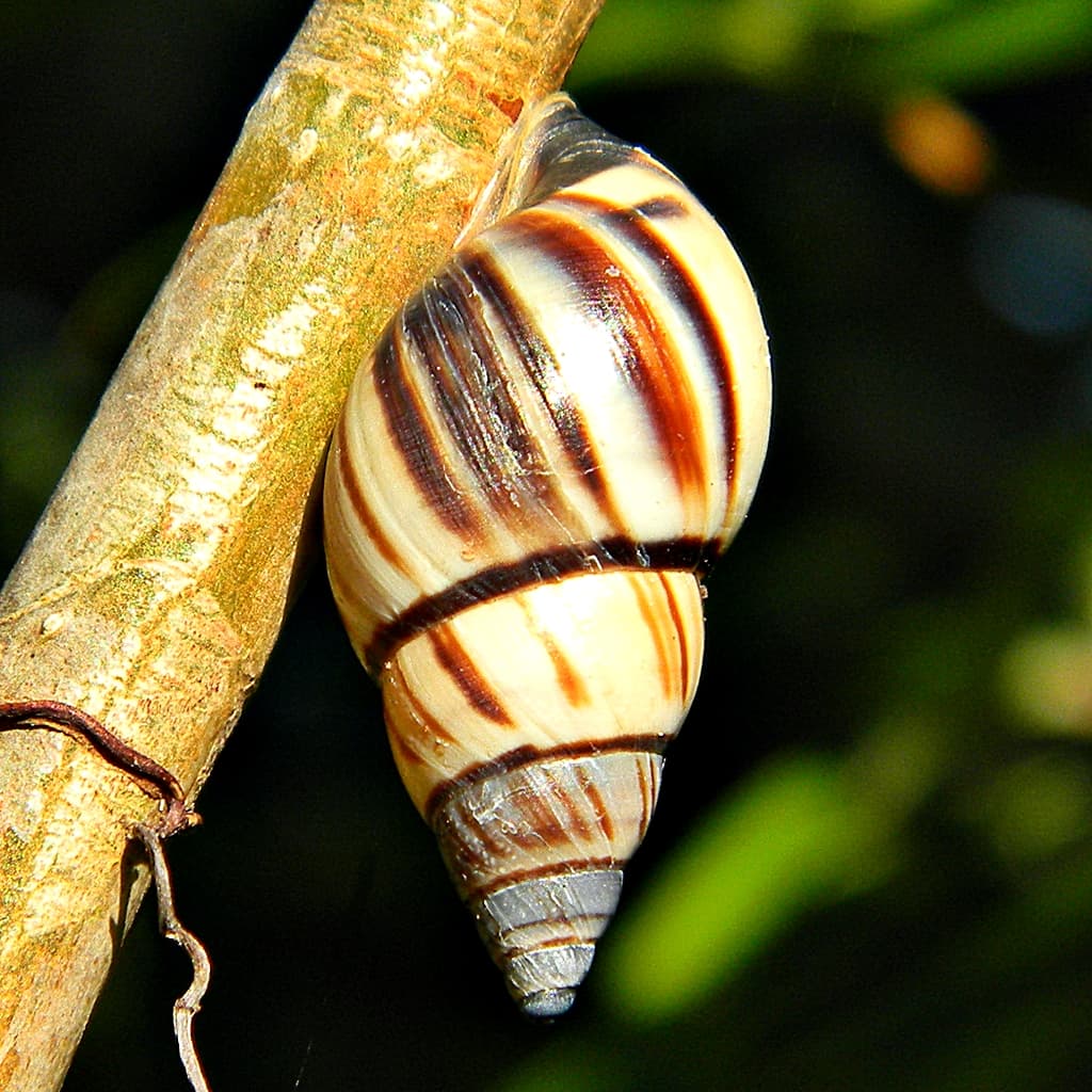 Lined Treesnail - Drymaeus multilineatus