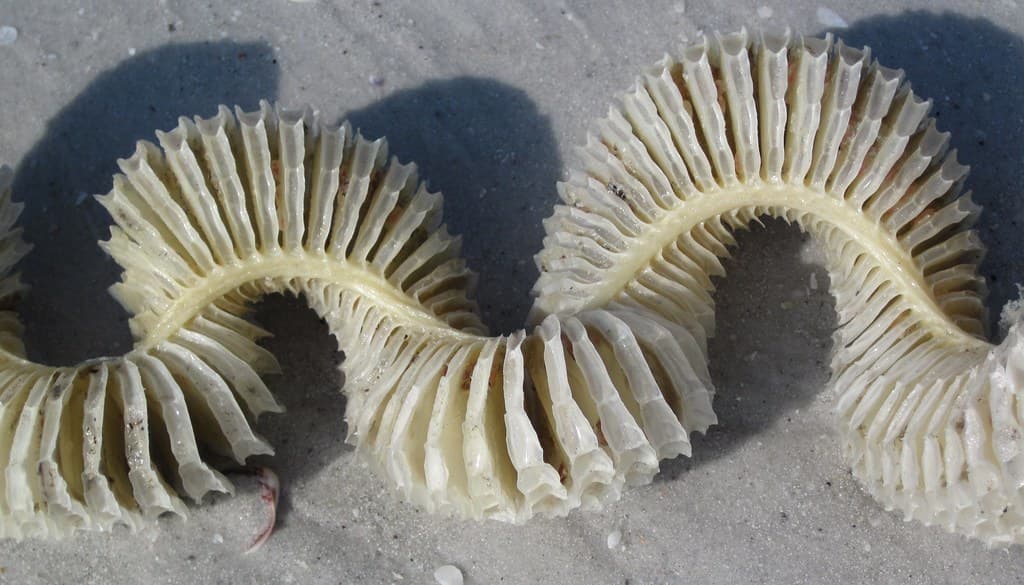 Egg case of Busycon sinistrum (lightning whelk) (Sanibel Island, florida, USA) 3