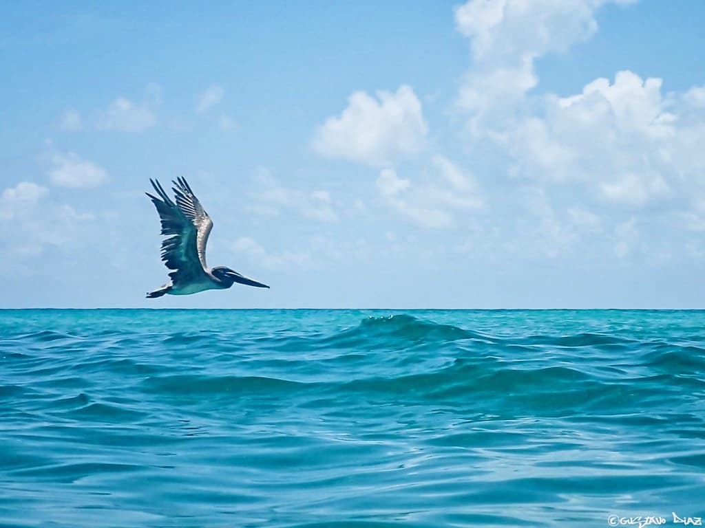 Water Glider. 🌊☀️🌊