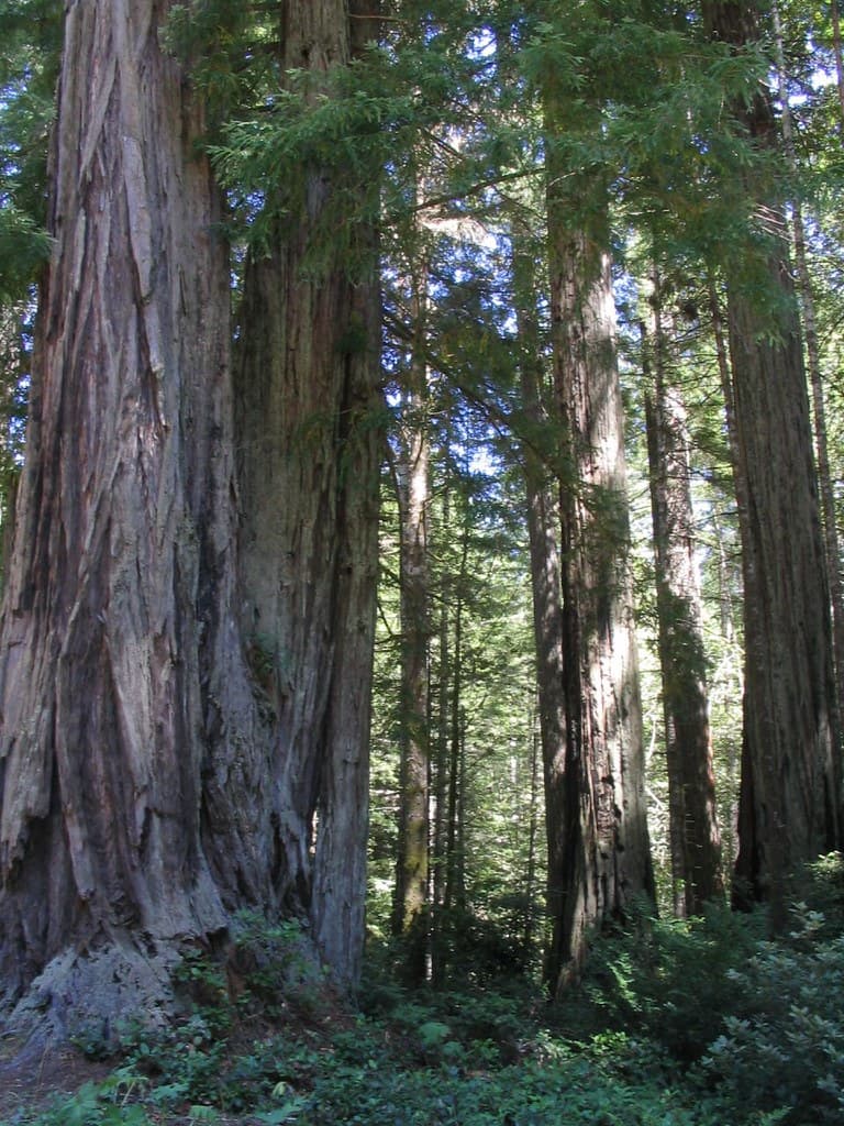 Redwoods, U.S. Route 101 Near Crescent City, California