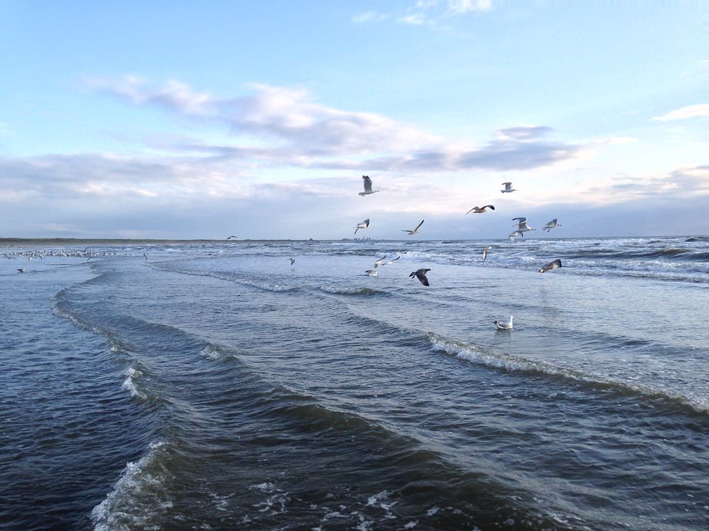 ZAANDVORD, NETHERLANDS ( NORTH SEA )