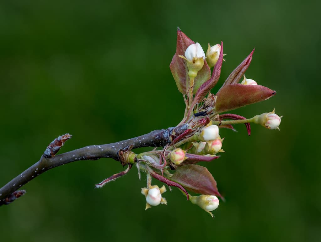 Pyrus pyrifolia buds March 2018