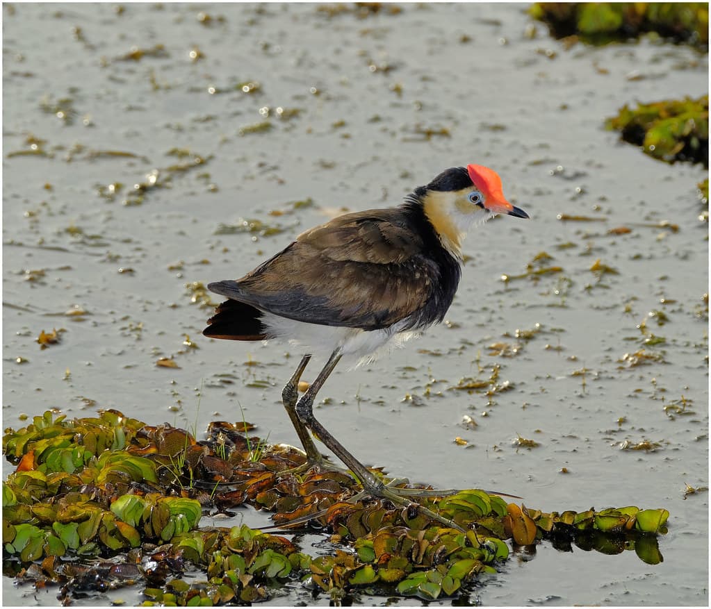 Comb Crested Jacana (aka Lotus Bird, Jesus Bird) - South Alligator River, Kakadu NP, NT, Australia.