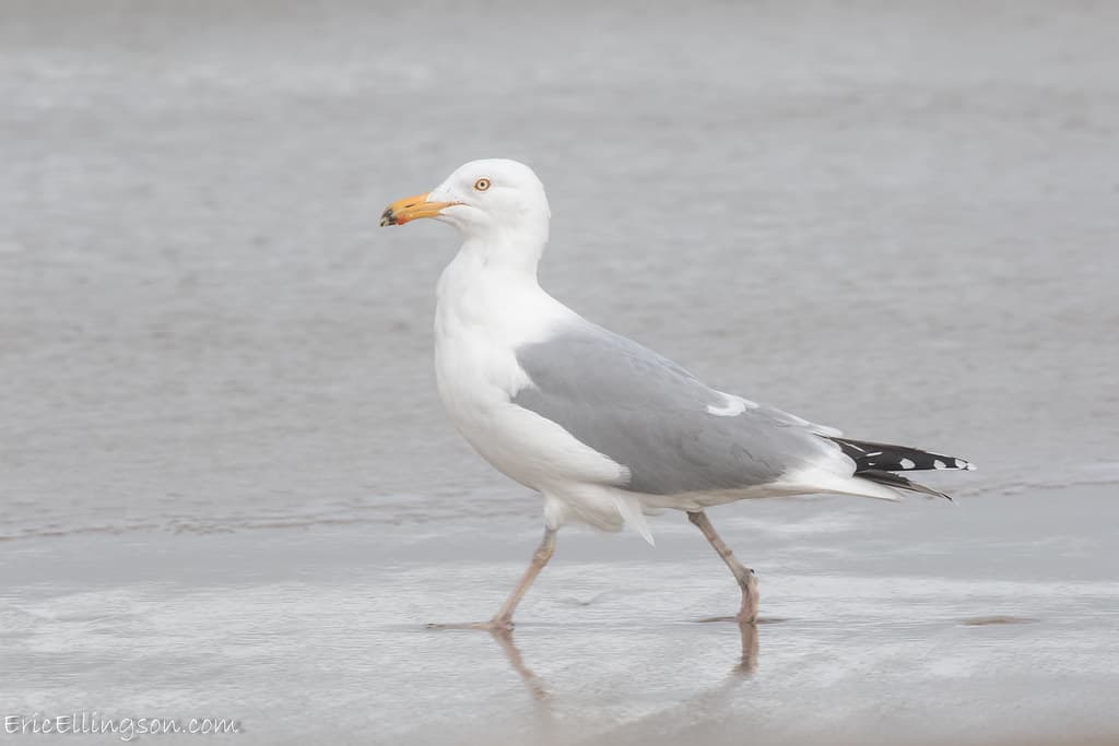 American Herring Gull Adult-Spring (Larus smithsonianus)