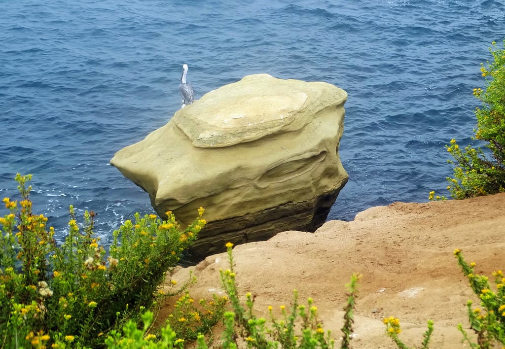 A wonderful bird is a Pelican . . . La Jolla Cove, CA 2916