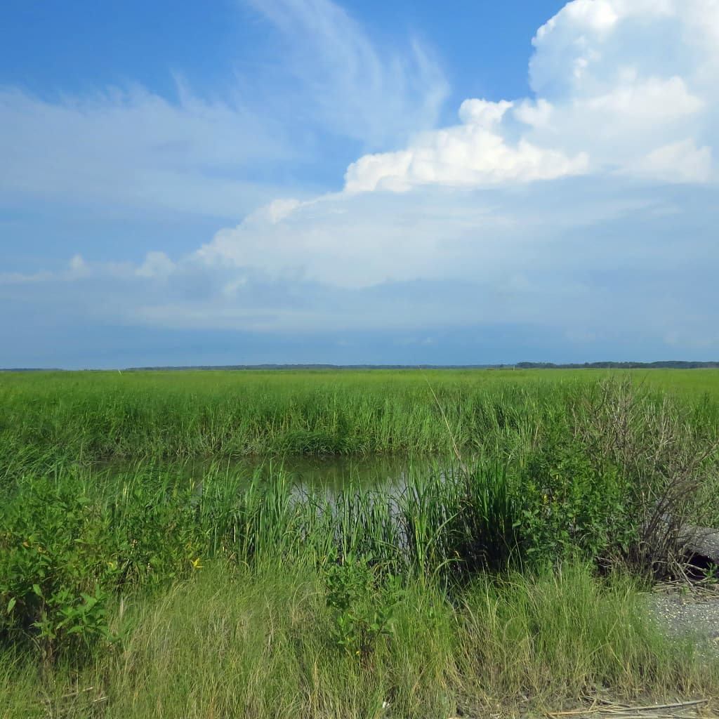 Salt marsh vista