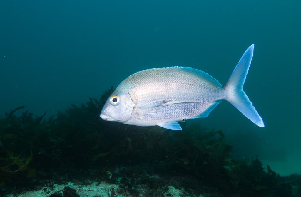 Nemadactylus douglasii - Grey morwong