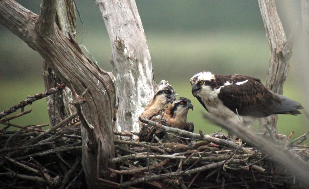 Mother osprey and two of her progeny