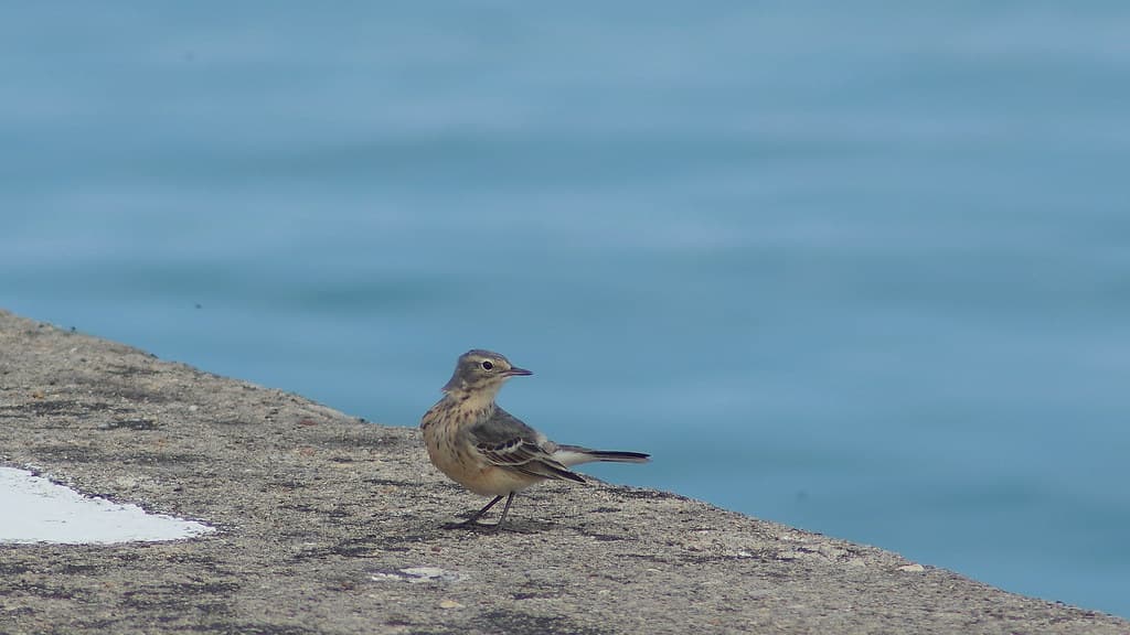 american pipit